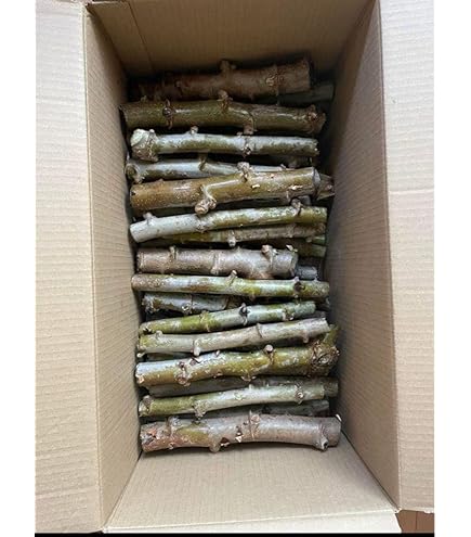 キャッサバ芋　苗 ５０本セット 徳之島産キャッサバ苗挿木用苗50本いり - メルカリ