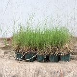 ティフトン芝 125ポットセット 西洋芝 暖地型芝 夏芝