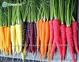 新しい種子家宝「虹 'イエロー・ホワイト・パープルオレンジレッドキャロット野菜ミックス種子、プロフェッショナルパック、100種子/パック