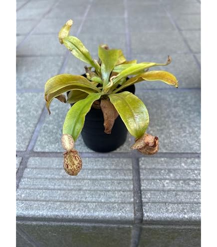 【鉢ごと/翌日発/沖縄離島不可】ウツボカズラ ネペンテス 貴重な斑入り 吊り鉢 Amazon.co.jp: 鉢ごと 発 沖縄離島 ウツボカズラ ネペンテス 貴重な
