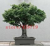 家庭菜園の作付けミニ盆栽種子のための5本当の中国のエルムの木の種子ドラフト盆栽ニレの木