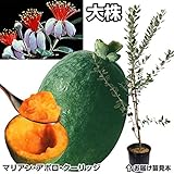 国華園　果樹苗　フェイジョア大株セット　3種3株