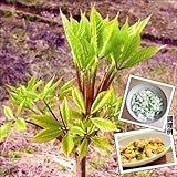 国華園　山菜苗　大株コシアブラ　2株【※発送が国華園からの場合のみ正規品です】