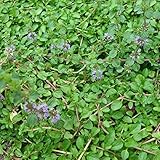 [ハーブのタネ 3～11月まき]ペニーロイヤルミントの種3袋セット ノーブランド品