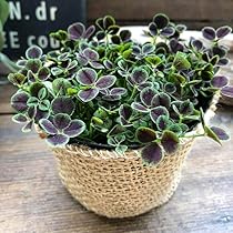 617yXgbI8kL._AC_UL210_SR210,