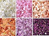 Cyndie Glamorous 3 1 8 CM人工Cymbidium Orchid Flower For間引きパーティーホームU Best Priceギフト 100pcs B017TZK382