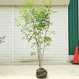 庭木：アオダモ（コバノトネリコ）　樹高150ｃｍ　全高：160ｃｍ