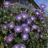 家庭菜園用のレアクライミングビッグ朝顔の種子盆栽花植物の種子は簡単に育て、20個の種子を