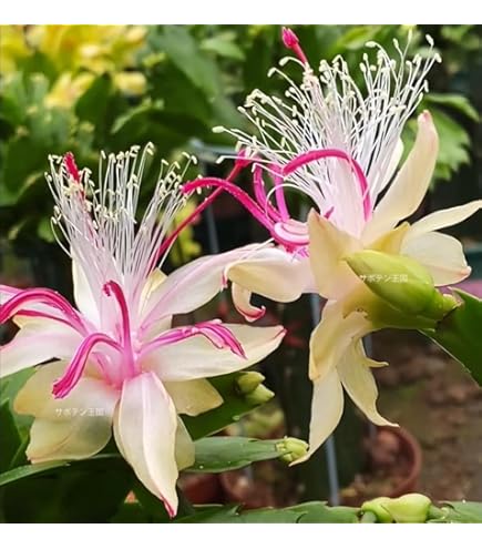 Amazon｜おしゃれ 観葉植物：デンマークカクタス コンペイトウ 鉢植え