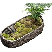 エメラルドグリーン 葉 花 草 火鉢 めだか鉢 金魚鉢 エメラルドグリーン 葉 花 草 火鉢 めだか鉢 金魚鉢 - メルカリ