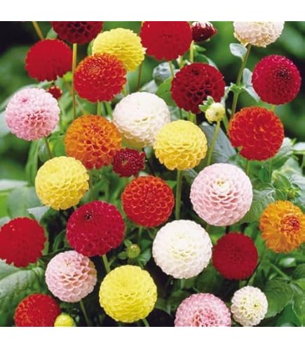 Amazon.co.jp: カフェオレディナープレート ダリア球根、植物、根、花