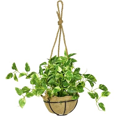 Amazon.co.jp 人気ギフトランキング: 人工観葉植物 で、ギフトの設定を