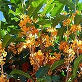 【ノーブランド品】 キンモクセイ 樹高1.5m前後 根巻き /