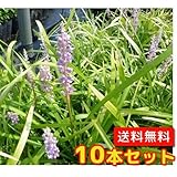 【ノーブランド品】ヤブラン/10.5cmポット【10本セット】