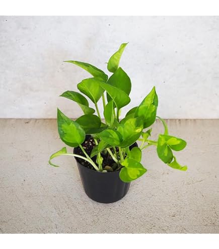 Amazon.co.jp: 観葉植物 ポトス ステータス フェンス仕立て 7号鉢