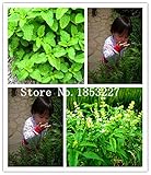 ビッグセール100 /袋ステビア種子、ステビアハーブ種子、新しいライブ新鮮な種子、保証90％+発芽