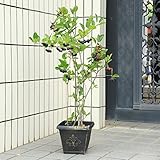 庭木・植木：チョコベリー（アロニア・アローニャ）株立ち　鉢植え！*