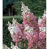 ノリウツギ（糊空木）：ピンキーウィンキー5号ポット[白からピンクに変化する大輪品種]