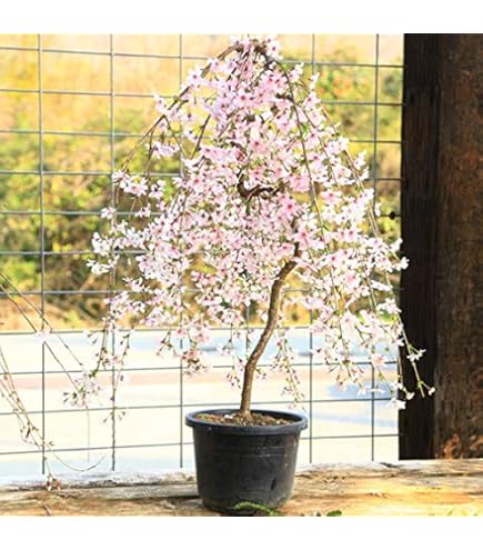 Amazon.co.jp: 遊恵盆栽 桜盆栽：しだれ富士桜（瀬戸焼変形鉢
