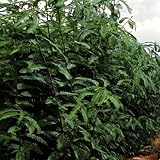 【メール便配送】　国華園　野菜たね　緑肥・景観作物　セスバニア　1袋(0.5kg)【※発送が国華園からの場合のみ正規品です】