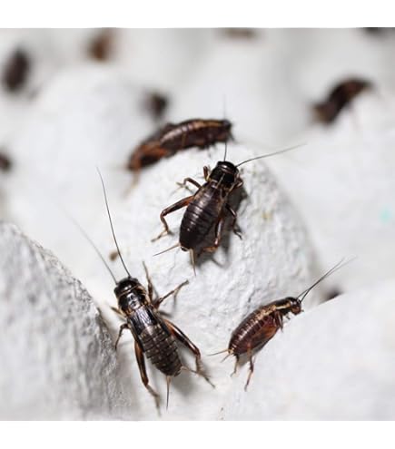 Amazon | (生き餌)クロコオロギ（フタホシコオロギ） Lサイズ (約2.5cm) ※死着保証分10％添付。季節に合わせた梱包で全国発送  (L10匹) | ノーブランド品 | フード 通販 (生き餌)クロコオロギ（フタホシコオロギ） Lサイズ (約2.5cm) ※死着保証分10％添付。季節に合わせた梱包で全国発送 (L3