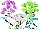 精興園 菊苗 管咲スプレー フォルツ(白管)、オーデン(紅管)、ナッティー(緑スパイダー) 3種各3本 計9本