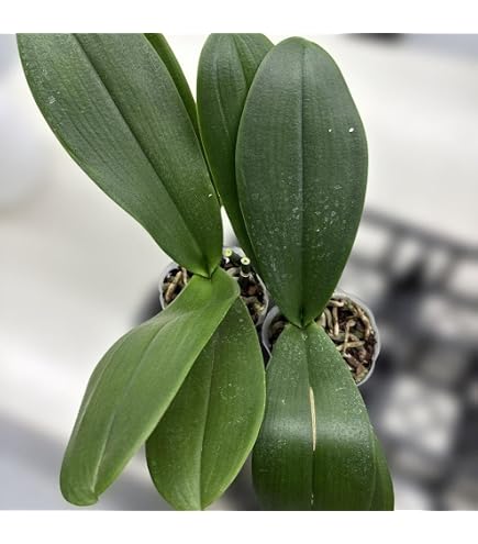 Amazon.co.jp: ブルージーン 胡蝶蘭 蘭 ラン BLUE GENE 苗 熱帯植物