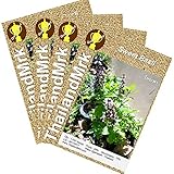 Thai Sweet basil Ocimum basilicum 4 Bulk ThailandMrk