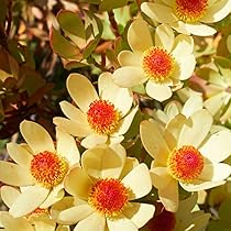 リュウカデンド黄（切花です） 生花】リューカデンドロ ウルカ(黄-グリーン系)1本立ち - 花材
