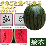 国華園　接木野菜苗　小玉スイカ　接木F1こつぶっ娘　2株【※発送が国華園からの場合のみ正規品です】