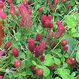 クリムソンクローバー1kg[タネ][景観用・約110平米分　秋まき（春は4月中旬まで）] ノーブランド品