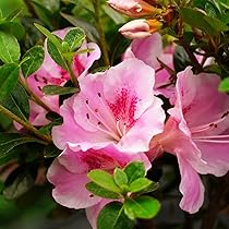 皐月さつき盆栽　【花蓮光 かれんこう】 なおの趣味の園芸 さつき 花蓮光