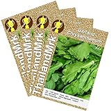 Thai Garland Chrysanthemum Asteraceae 4 Bulk ThailandMrk