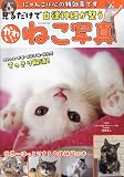 見るだけで自律神経が整う かわいいねこ写真 (GW MOOK 862)