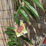 栗 苗木 出雲 12cmポット苗 いずも くり 苗 クリ