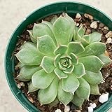 オリビア 7.5cmポット エケベリア Echeveria Olivia 福岡県産 多肉植物 多肉 観葉植物 インテリアグリーン 寄せ植えに