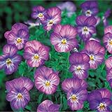 ビオラ：ビビ ラベンダーアンティーク3～3.5号ポット8株セット