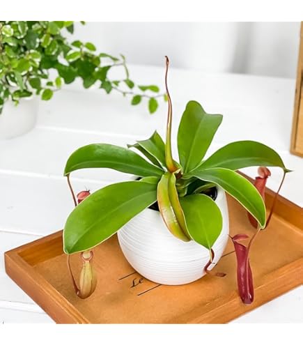 Amazon.co.jp: Cephalotus follicularis Eden Black Cedric