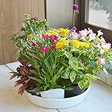 相武ガーデン 花苗 夏におすすめ！店長おまかせ花苗7セット