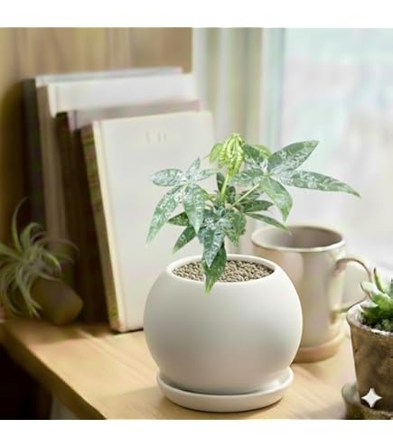 Amazon｜ハヤトウリ 種 緑のハヤトウリ種 2個入り｜観葉植物