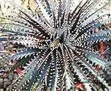 139.希少種！日本では流通していないDYCKIA BURGUNDY ICE。 10粒。 [並行輸入品]