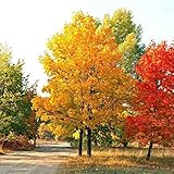 mulUo 20個/バッグMaple Seedsバルコニー盆栽ツリーホームガーデン植物の植物シード