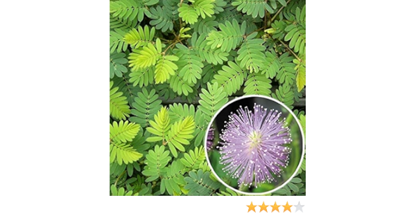 Amazon 国華園 種 花たね オジギソウ 1袋 0mg 21年春商品 花