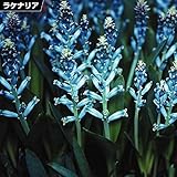国華園　夏植え球根 ラケナリア ヴィリディフローラ 9球【※発送が国華園からの場合のみ正規品です】