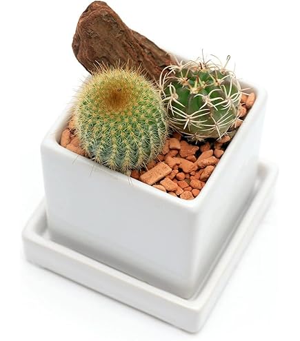 Amazon｜ITANSE サボテン 寄せ植え 2品種寄せ植えミックス