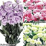 【メール便配送】国華園　花たね　トルコキキョウ八重咲セット　3種3袋【※発送が国華園からの場合のみ正規品です】