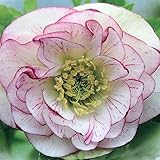 松浦園芸さんのクリスマスローズ：ダブル系 ホワイトピコティベイン4号深ポット