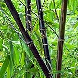 60種子/バッグ希少BLACK BAMBOOのSEEDS - クロチクDendrocalamusアスパーベトゥンHitam - ブラックラフ竹の種を稈化