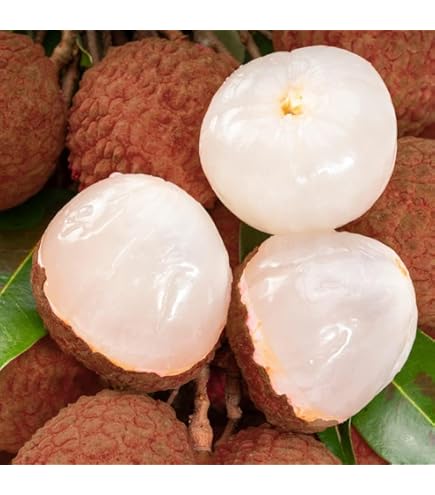 Amazon.co.jp: タイ産 トーンディー ポメロ 柑橘類, 爽やかな甘さ