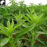 中国のグリーンステビアの種オーガニックハーブBonsainシーズガーデンシュガー植物Sementesゼロカロリー天然甘味料ティエンイェチュ